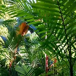 Baru Lodge Panama